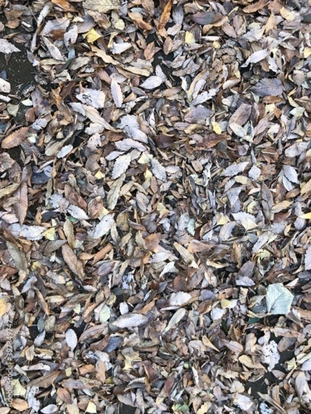 Fototapeta 秋の風物詩である一面の落葉