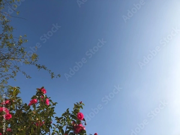 Fototapeta 青空とオリーブの花