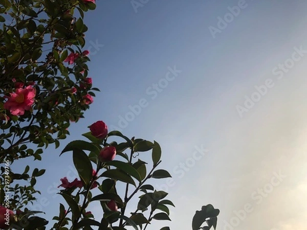 Fototapeta 青空とオリーブの花