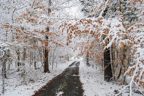 Obraz forest road with snow