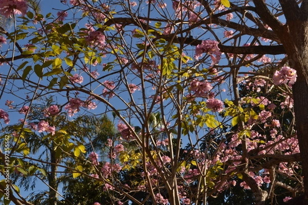 Fototapeta tree in bloom