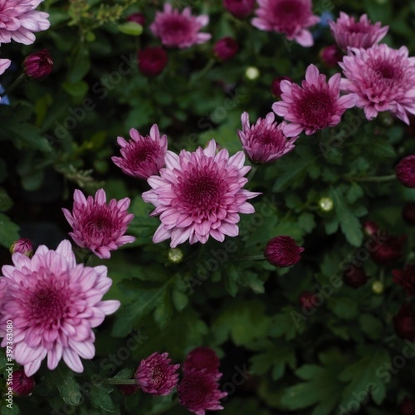 Obraz Chrysanthemum show in ShenZhen, year 2020