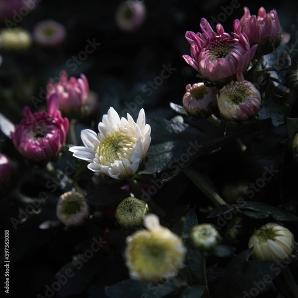 Obraz Chrysanthemum show in ShenZhen, year 2020