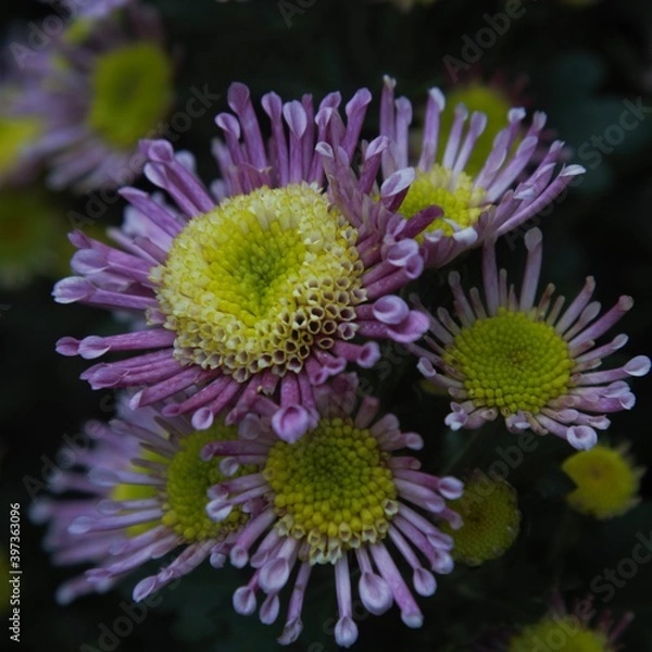 Obraz Chrysanthemum show in ShenZhen, year 2020