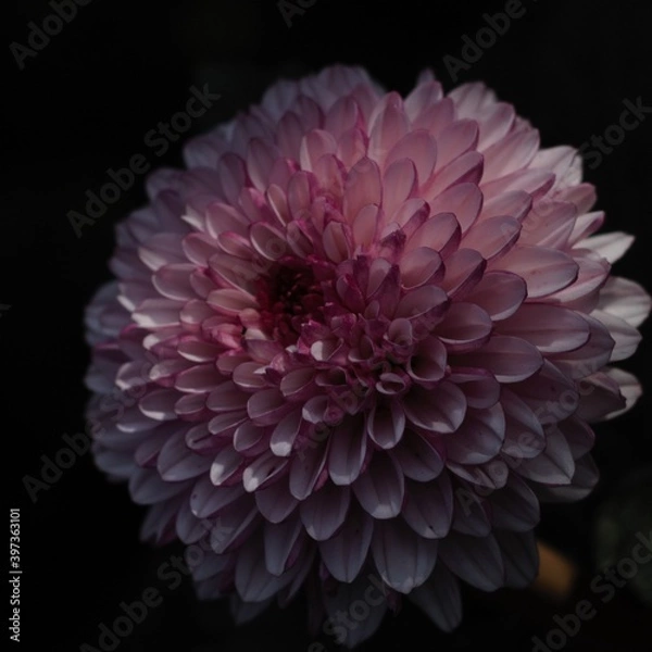 Obraz Chrysanthemum show in ShenZhen, year 2020