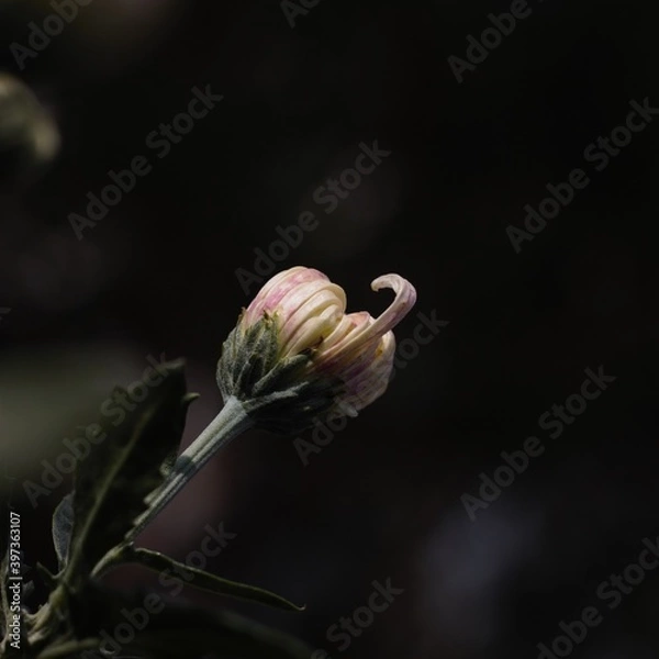 Obraz Chrysanthemum show in ShenZhen, year 2020