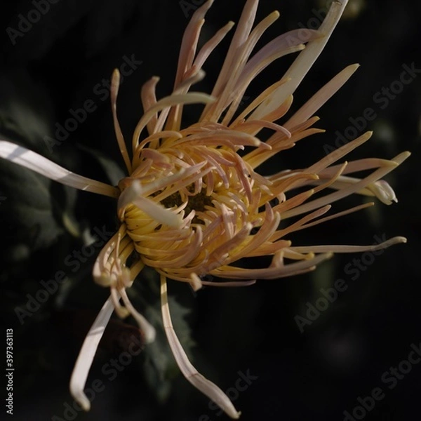Obraz Chrysanthemum show in ShenZhen, year 2020