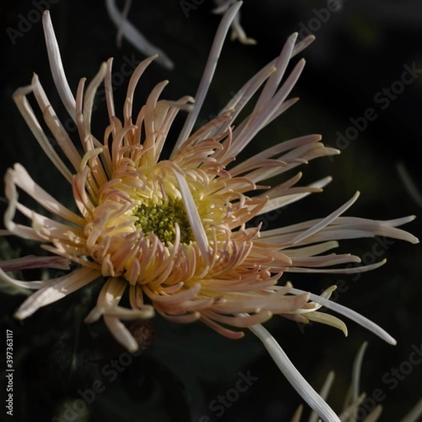 Obraz Chrysanthemum show in ShenZhen, year 2020