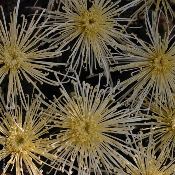 Obraz Chrysanthemum show in ShenZhen, year 2020