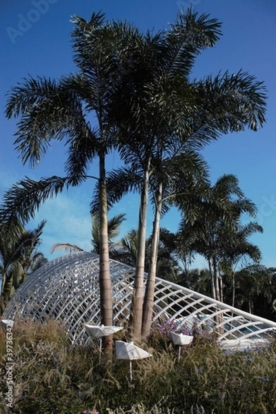 Obraz Bougainvillea glabra show in ShenZhen, year 2020