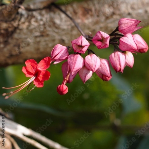 Obraz Bougainvillea glabra show in ShenZhen, year 2020