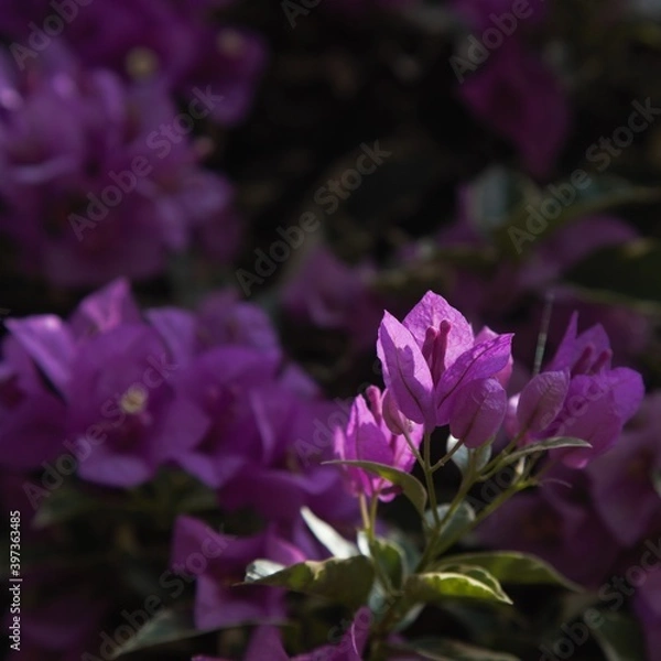 Obraz Bougainvillea glabra show in ShenZhen, year 2020