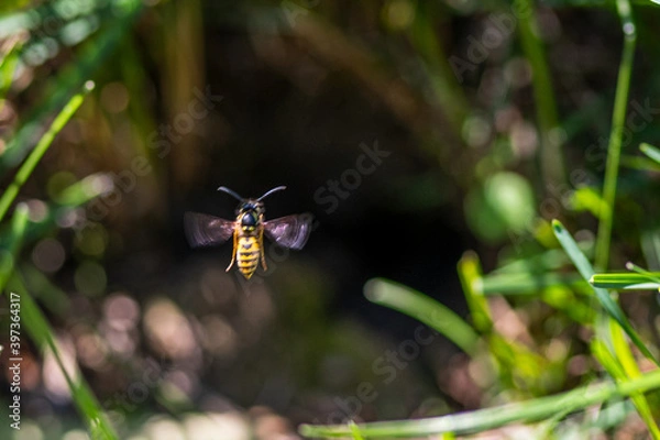 Obraz Erdwespe im Anflug