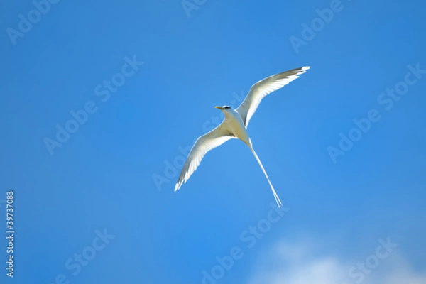 Fototapeta Paille en queue