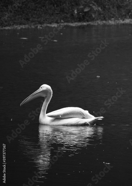 Obraz A Beautiful Goose Or Stork Is Swimming On The Water of A Lake