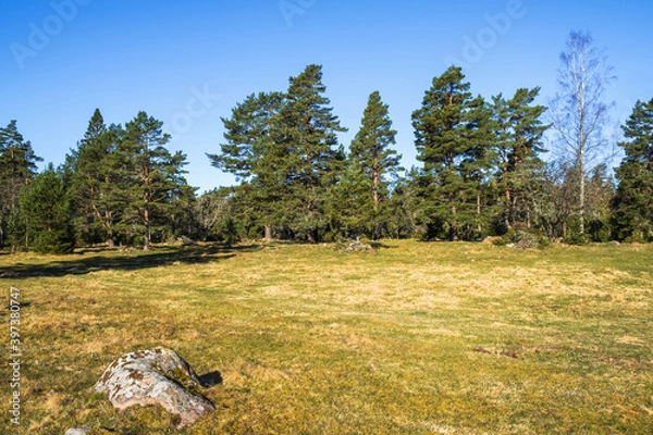 Obraz Meadow by a pine forest in spring