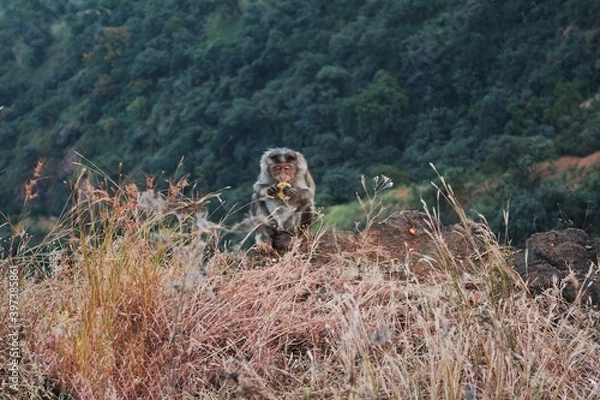 Obraz monkey in the woods