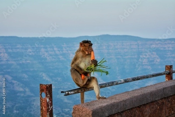 Obraz monkey eating carrot