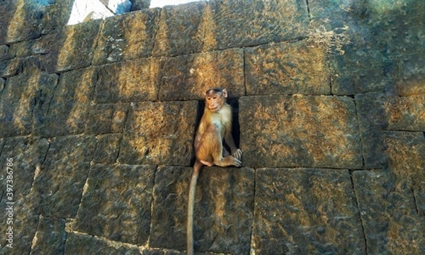 Obraz monkey on the rock