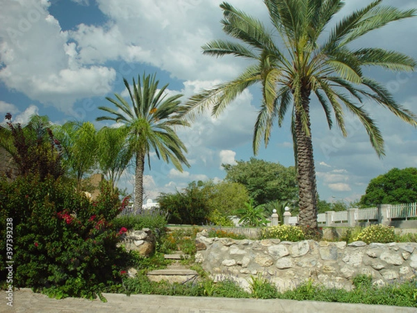 Obraz palm trees at the side of the road