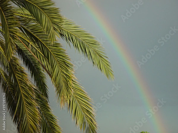 Fototapeta the branches of palm trees and rainbow
