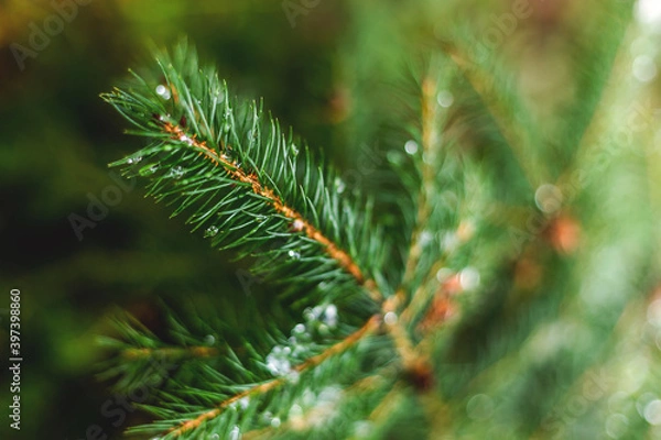 Fototapeta Dew on the conifer
