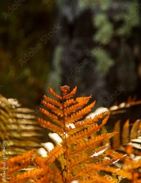 Fototapeta branch of red autumn fern on a dark background
