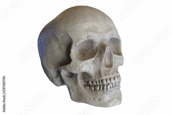 Obraz 3D render of Marble sculpture of Human Skull isolated on white