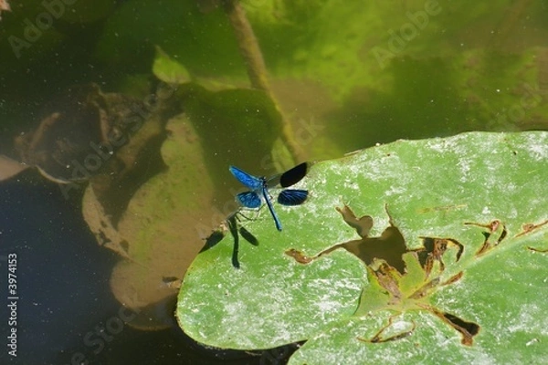 Fototapeta Libellule Caloptéryx éclatant