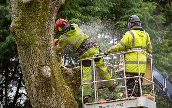 Obraz Hampshire,England, UK. 2020. Trainee tree surgeon felling an Ash tree from cherry picker platform. Under instruction from trainer person.
