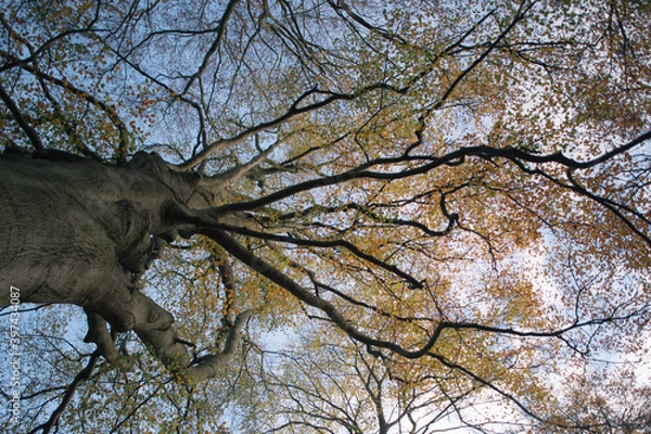 Fototapeta trees in autumn