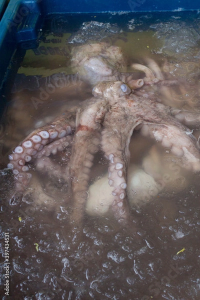Obraz Raw octopus preserved on ice at the fish market. Vertical photography. Seafood.