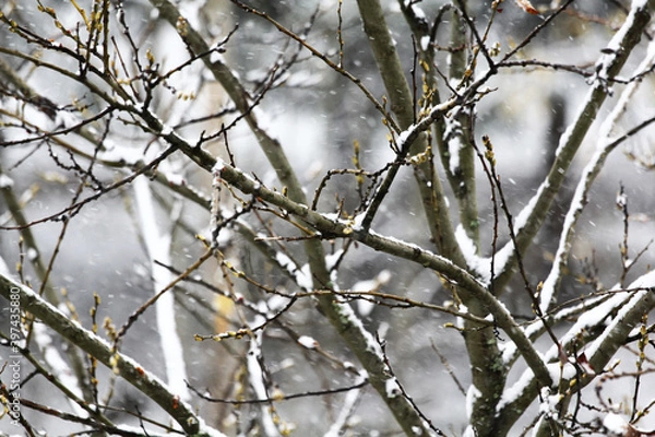 Fototapeta Snow covered tree branch in winter park, closeup