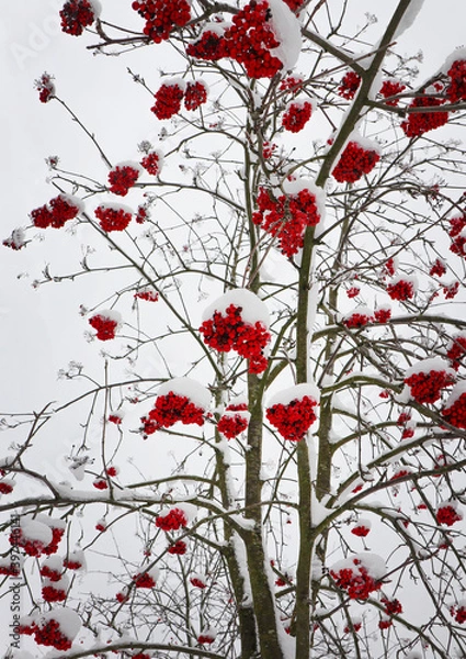Fototapeta Viburnum bush. The branches of the berries are bright red. Everything is covered with snow.