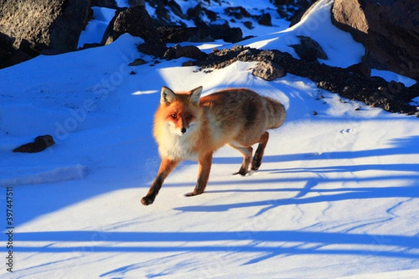 Fototapeta runing fox