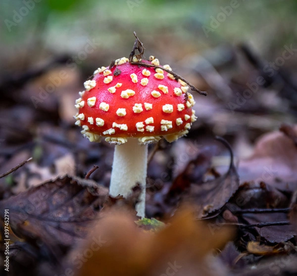 Obraz fly agaric mushroom