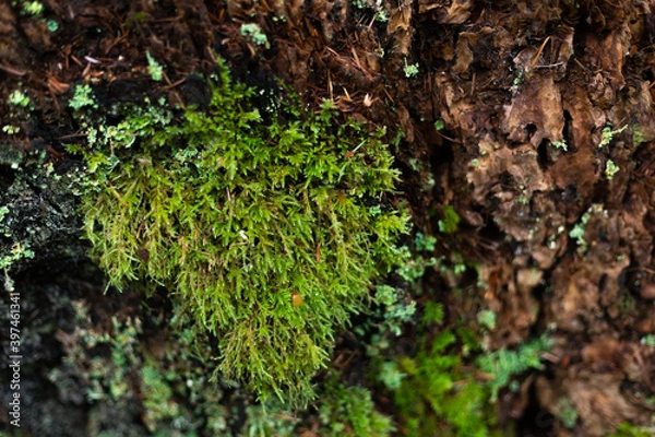 Obraz Moss on bark texture