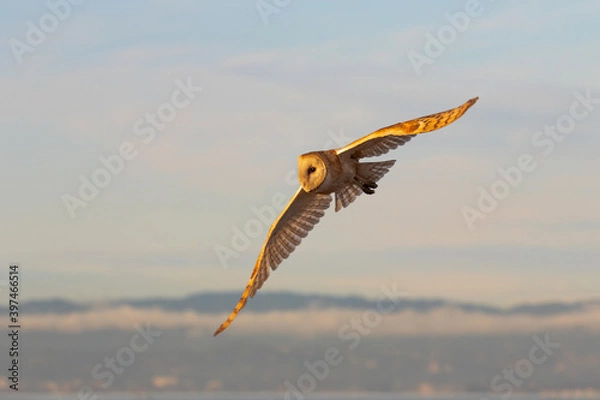 Obraz Barn Owl