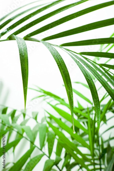 Fototapeta Raindrop On Leaf