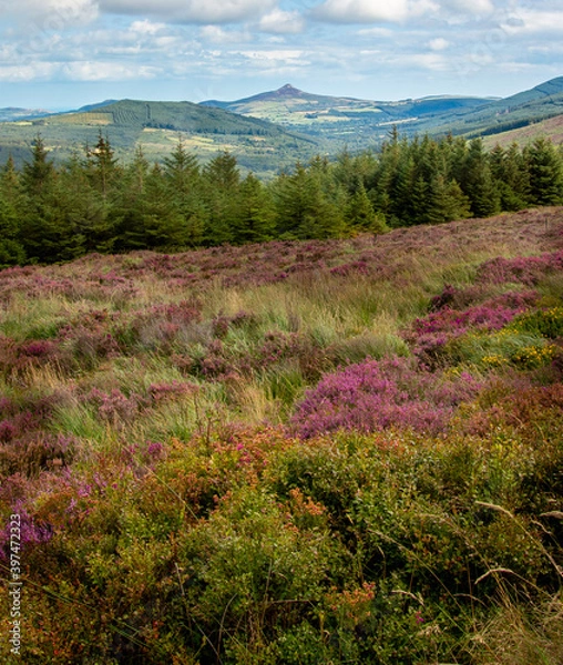 Obraz Sugarloaf mountain, Wicklow, Ireland