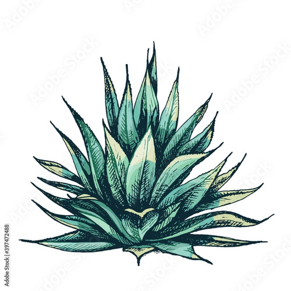Obraz Cactus blue agave. Vector vintage hatching color illustration. Isolated on white