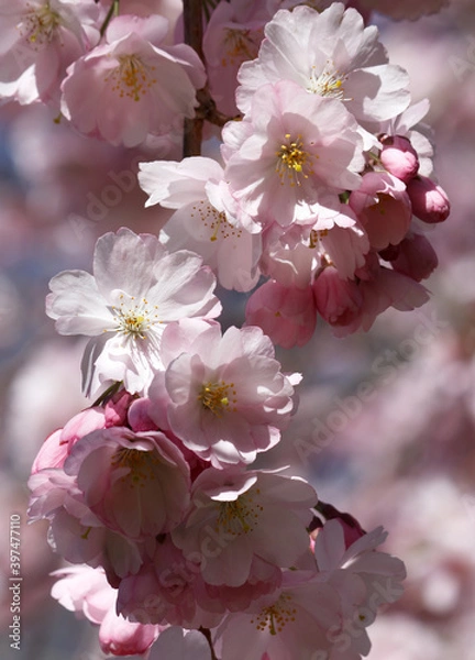 Obraz Wunderschöne Kirschblüten aufgeblüht - rosa - rosé - weiß