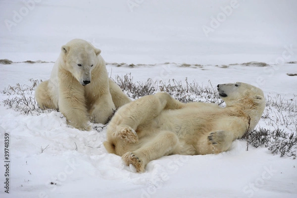 Fototapeta Polar bears playfool on the snow.