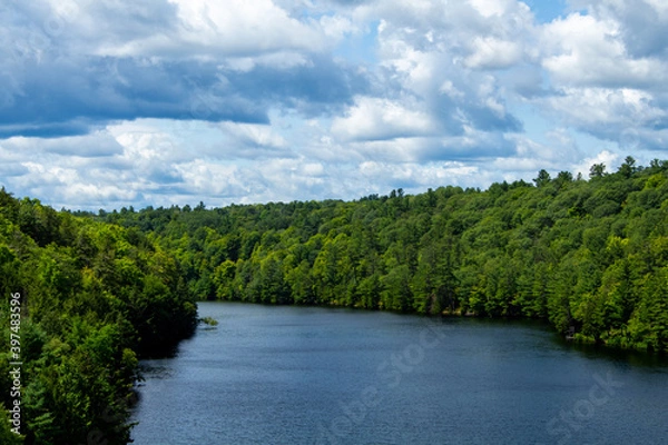 Obraz River bends through lush evergreen forest