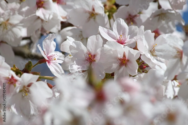 Obraz Wunderschöne weiße Kirschblüten im Sonnenlicht