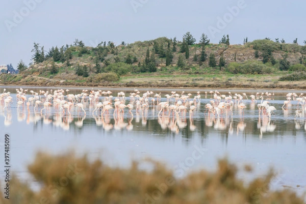 Fototapeta Flock of flamingos in salt lake
