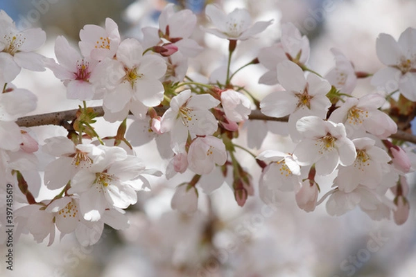Obraz Wunderschöne weiße Kirschblüten im Sonnenlicht