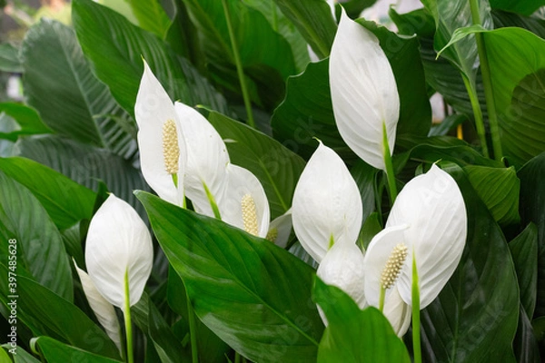 Fototapeta White flowers of spathiphyllum on a background of green leaves close-up.