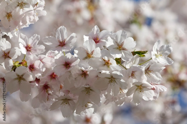 Fototapeta Wunderschöne weiße Kirschblüten im Sonnenlicht