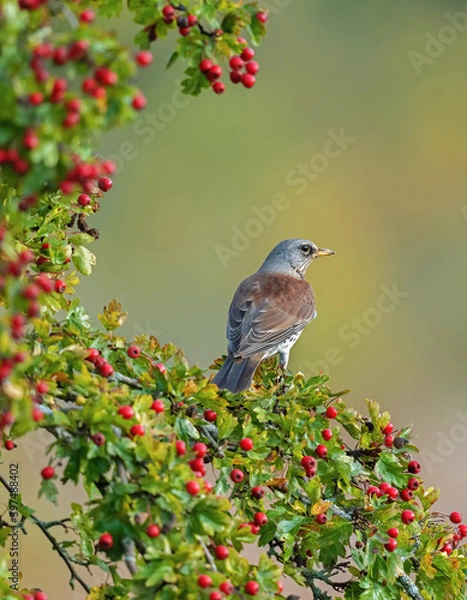 Obraz Fieldfare (Turdus pilaris).